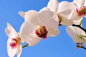 世界杯后续活动：球员公益行计划与执行指南，世界杯工作